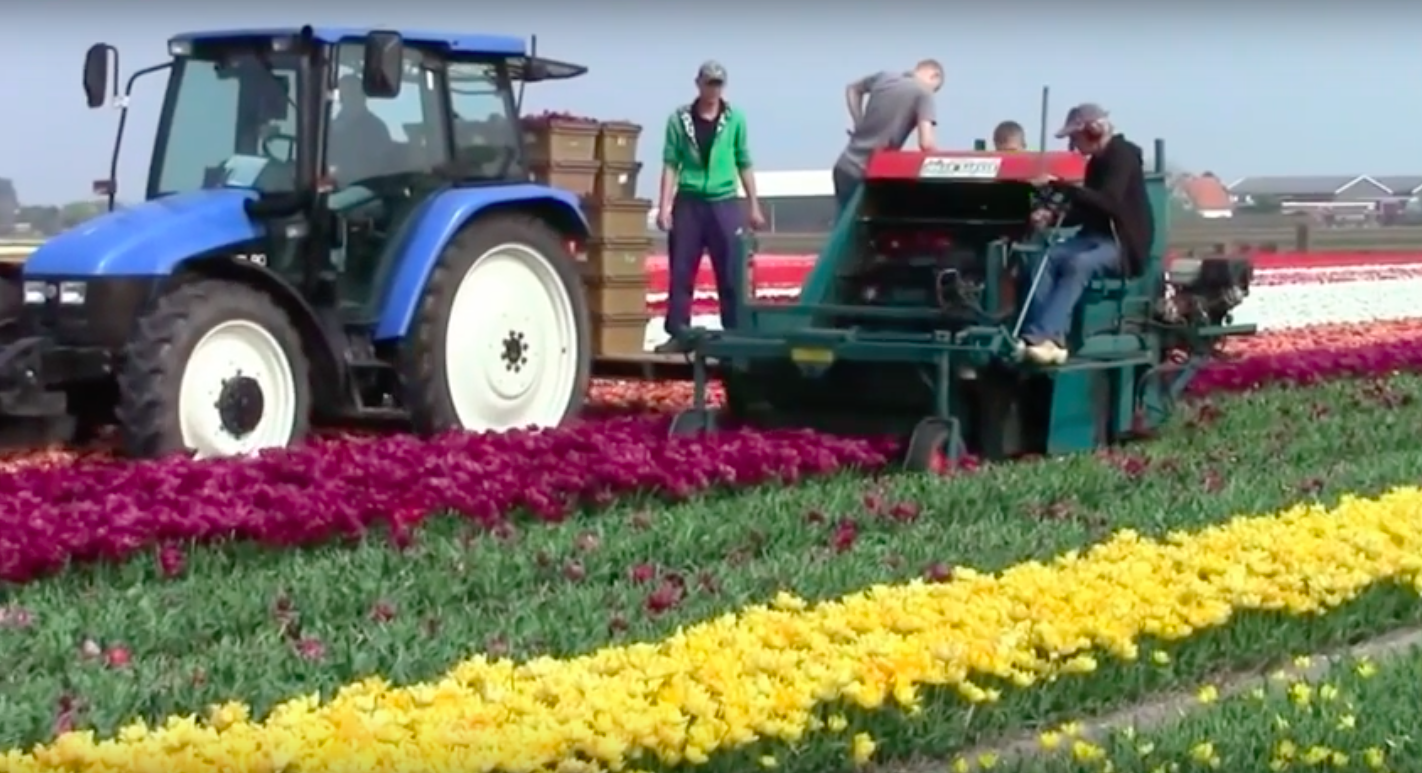 Tako izgleda strojno nabiranje tulipanov. Delo več deset delavcev zdaj nadomesti en sam stroj.