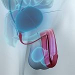 Kako poteka pregled prostate brez čakalne vrste – diskretno in strokovno