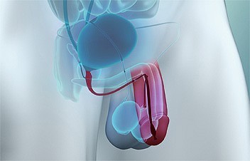 pregled-prostate-detajl_penis-in-secnica