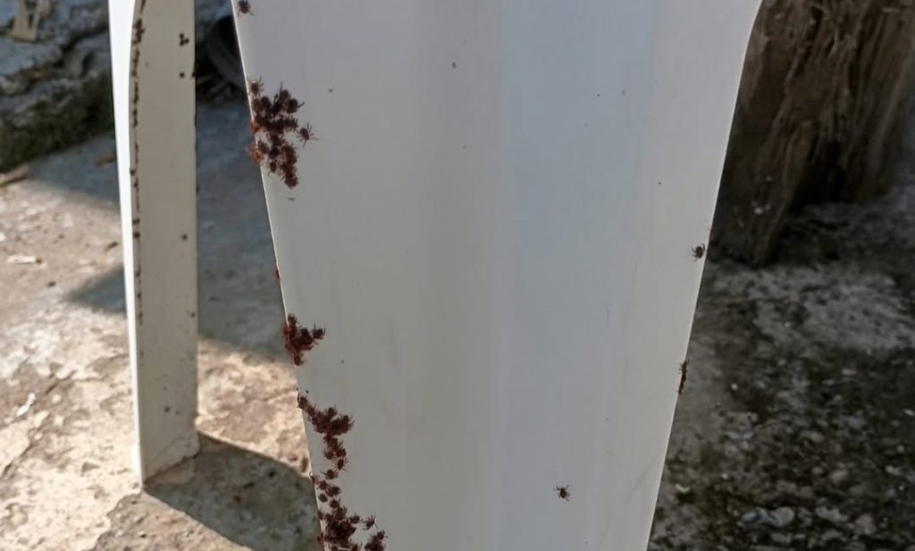 klopi na dvorišču