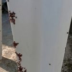 Klopi preplavili domače dvorišče – je to normalno?!