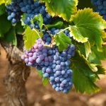 Katere naloge moramo avgusta opraviti v vinogradu?