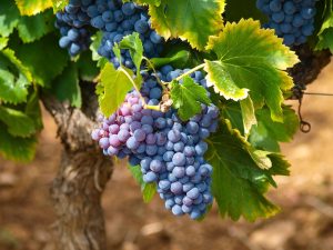 grozdje vinograd